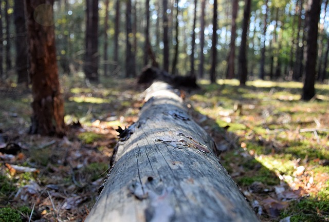 How to log in to Noggin?